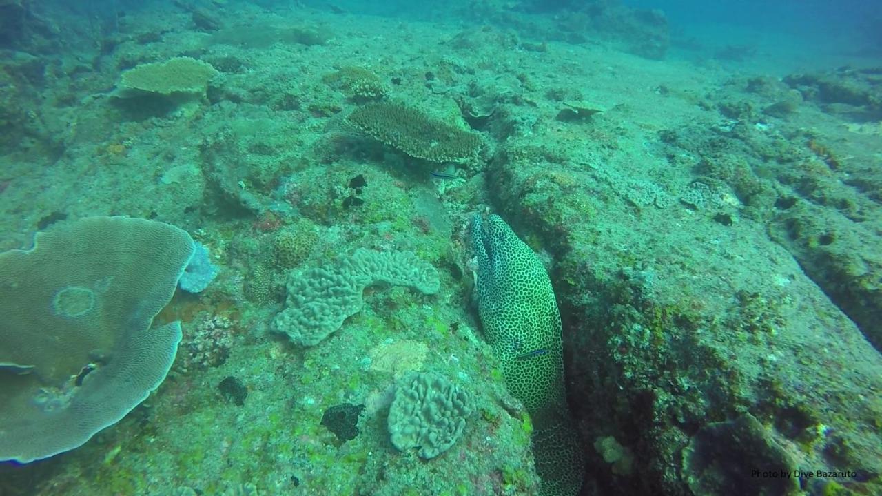 Dolphin Dhow Beach Safaris Vilanculos Εξωτερικό φωτογραφία